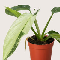 Potted plant with large green leaves on a plain background from House of Agave.