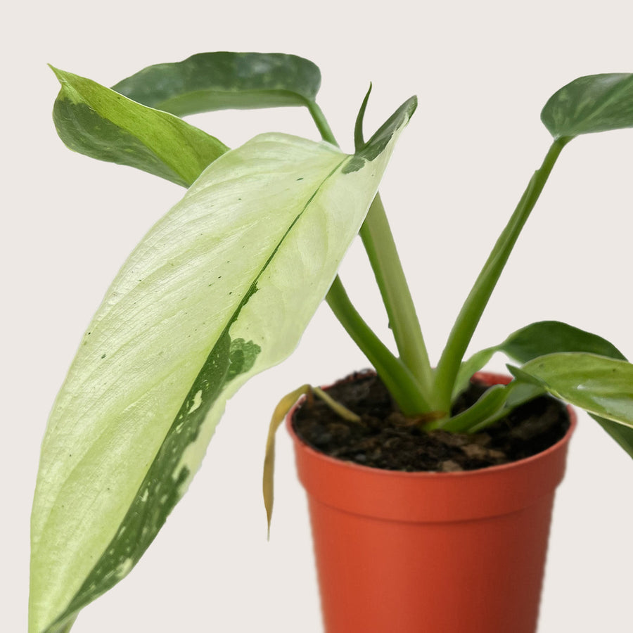 Potted plant with large green leaves on a plain background from House of Agave.