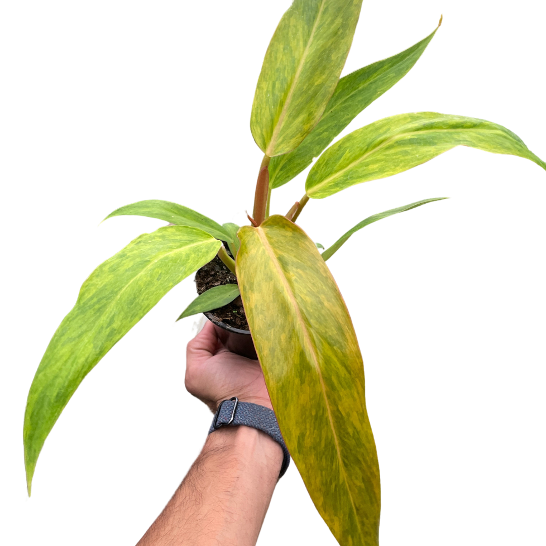 Hand holding a potted plant with green leaves on a white background