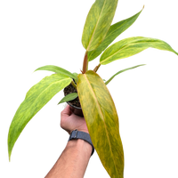 Hand holding a potted plant with green leaves on a white background