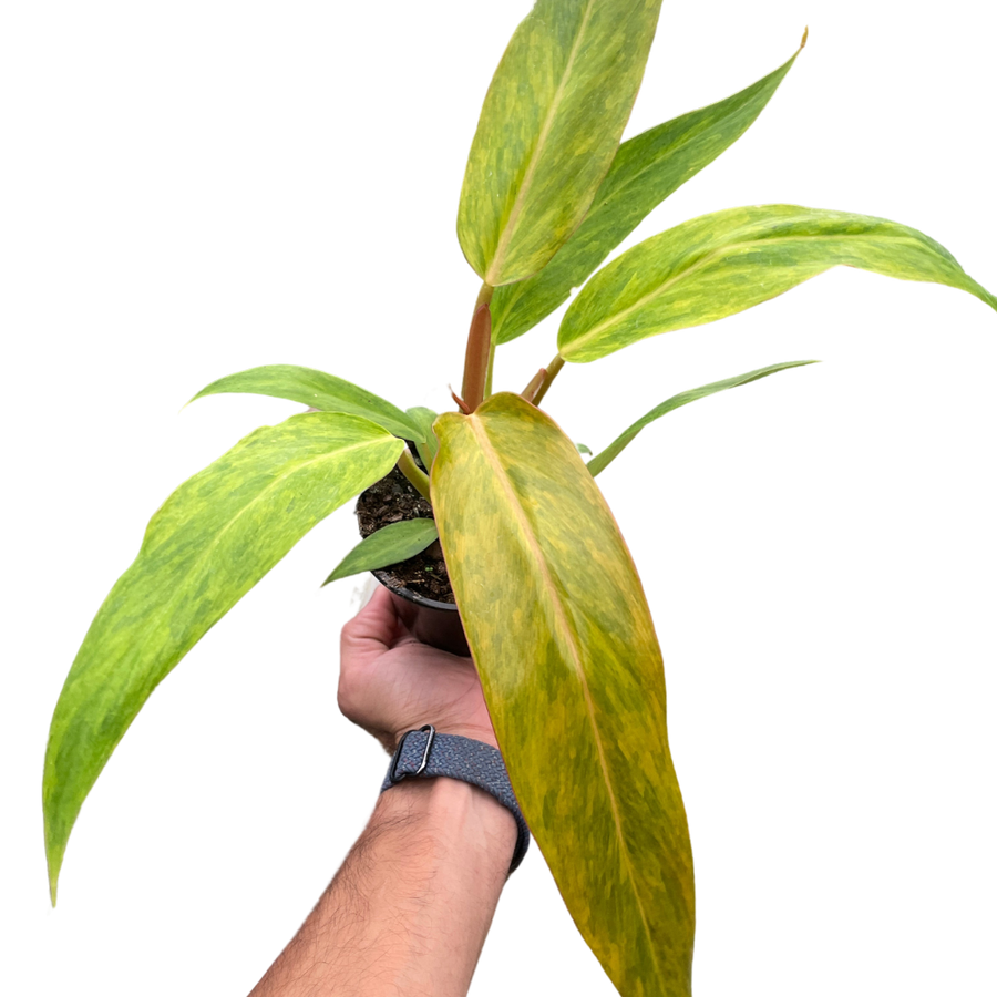 Hand holding a potted plant with green leaves on a white background