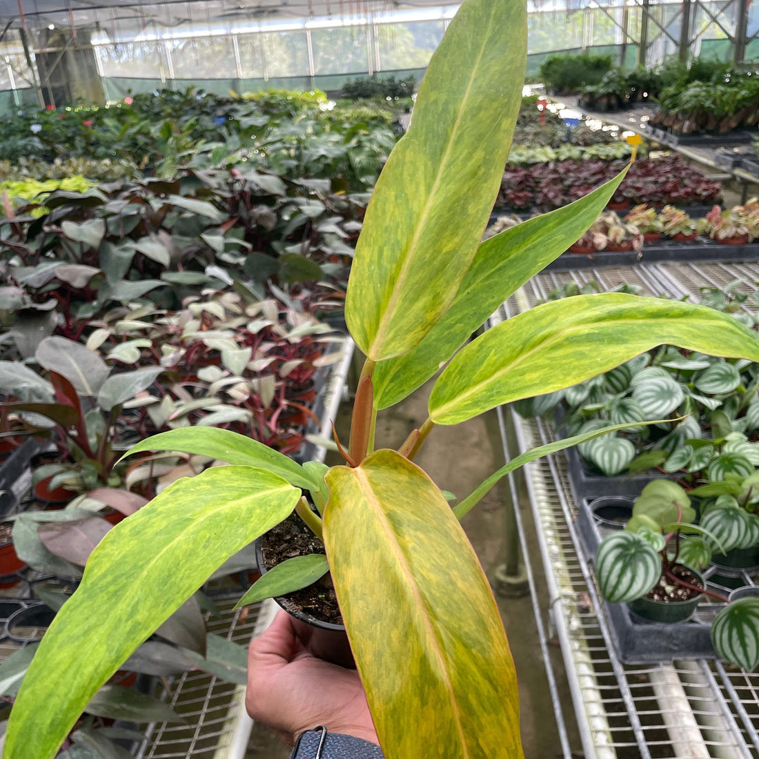 Person holding a potted plant with yellow leaves in a greenhouse setting