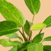 Close-up of green leaves with a peachbackground from House of Agave.