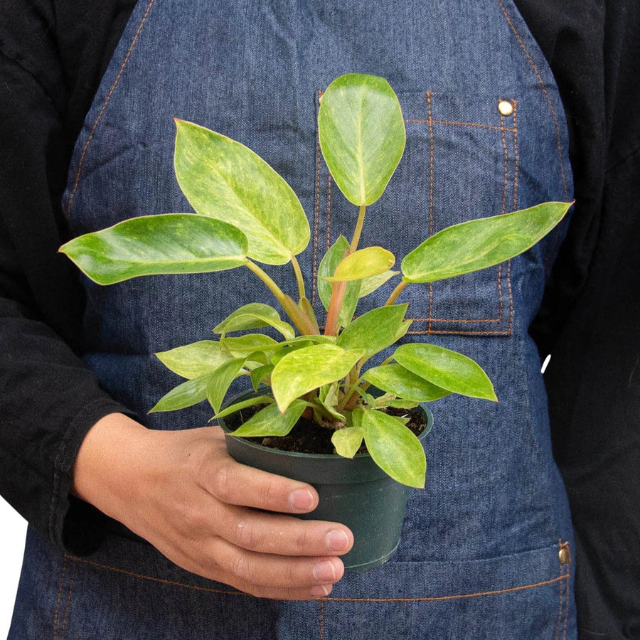 Person wearing a denim apron holding a potted plant from House of Agave.