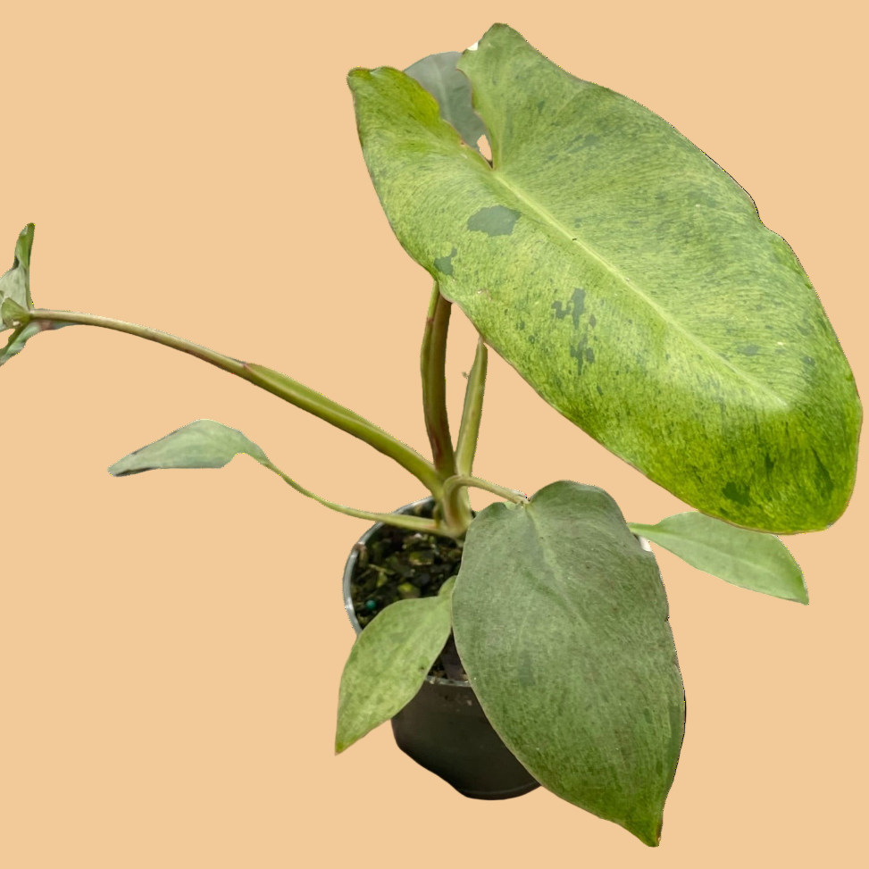 Hand holding a potted plant with large green leaves on a peach background by House of Agave.