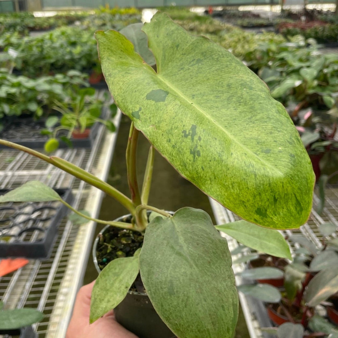 Hand holding a potted plant with green leaves in a greenhouse setting from House of Agave.