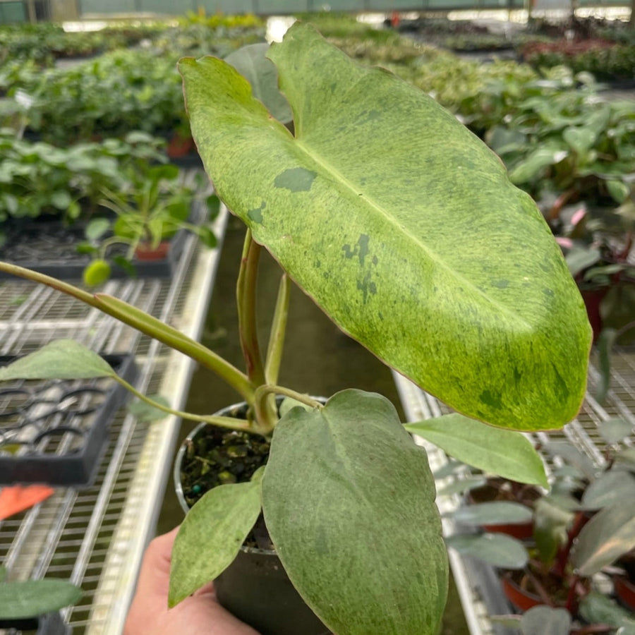 Hand holding a potted plant with green leaves in a greenhouse setting from House of Agave.