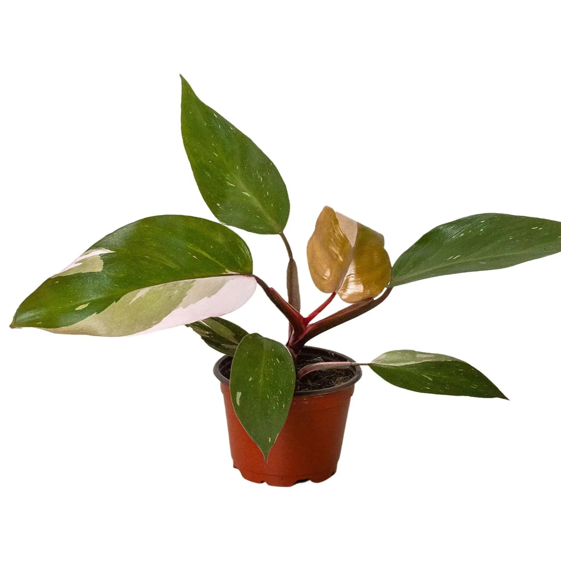 Potted plant with green leaves on a white background from House of Agave.