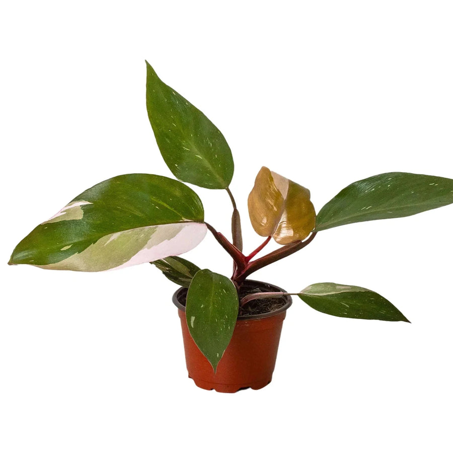 Potted plant with green leaves on a white background from House of Agave.