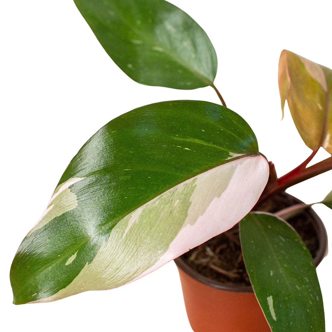 Potted plant with large green leaves on a white background from House of Agave.