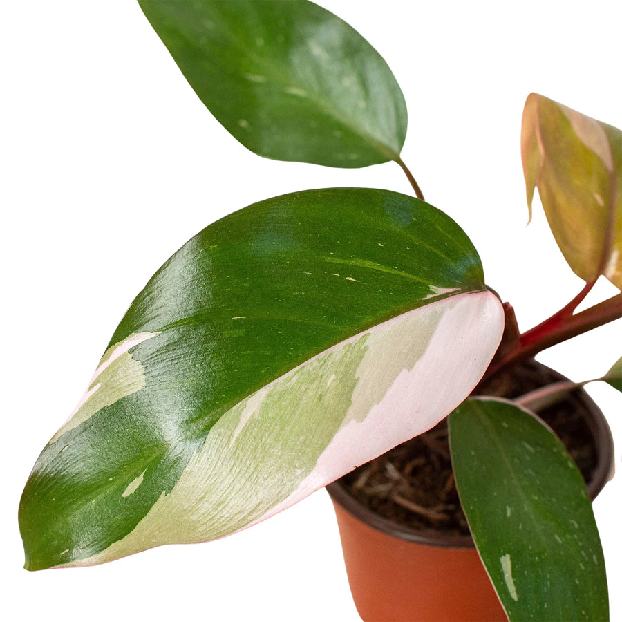 Potted plant with large green leaves on a white background from House of Agave.