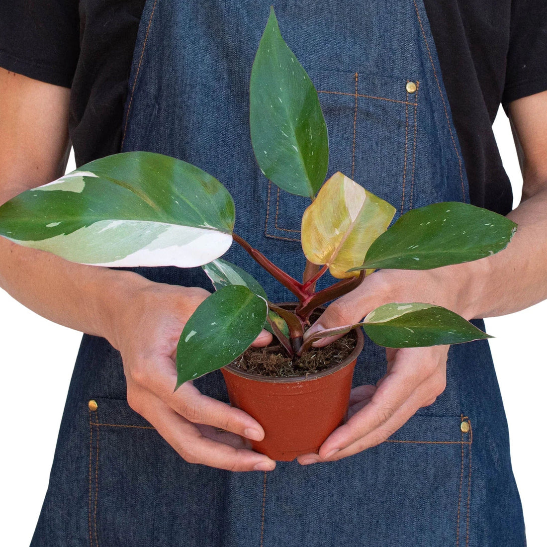 Person holding a potted plant wearing a denim apron from House of Agave.
