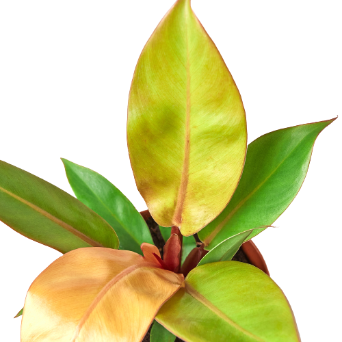 Philodendron erubescens &