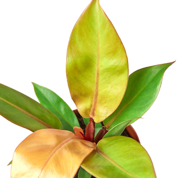 Philodendron erubescens 'Prince of Orange'