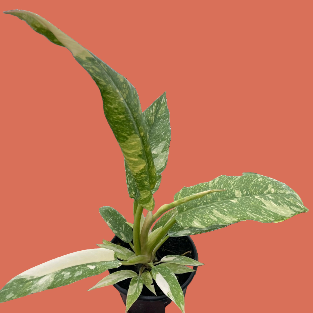 Potted plant with green and white leaves held by a hand on a terracotta background from House of agave.