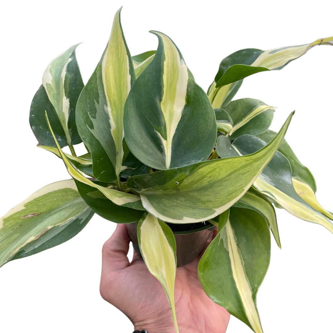Hand holding a potted plant with green and yellow leaves on a white background
