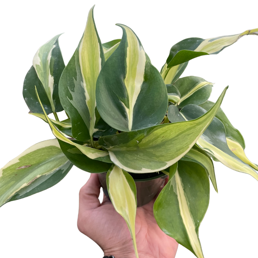Hand holding a potted plant with green and yellow leaves on a white background