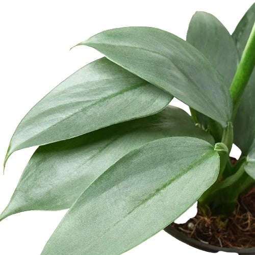 Close-up of a green leafy plant on a white background
