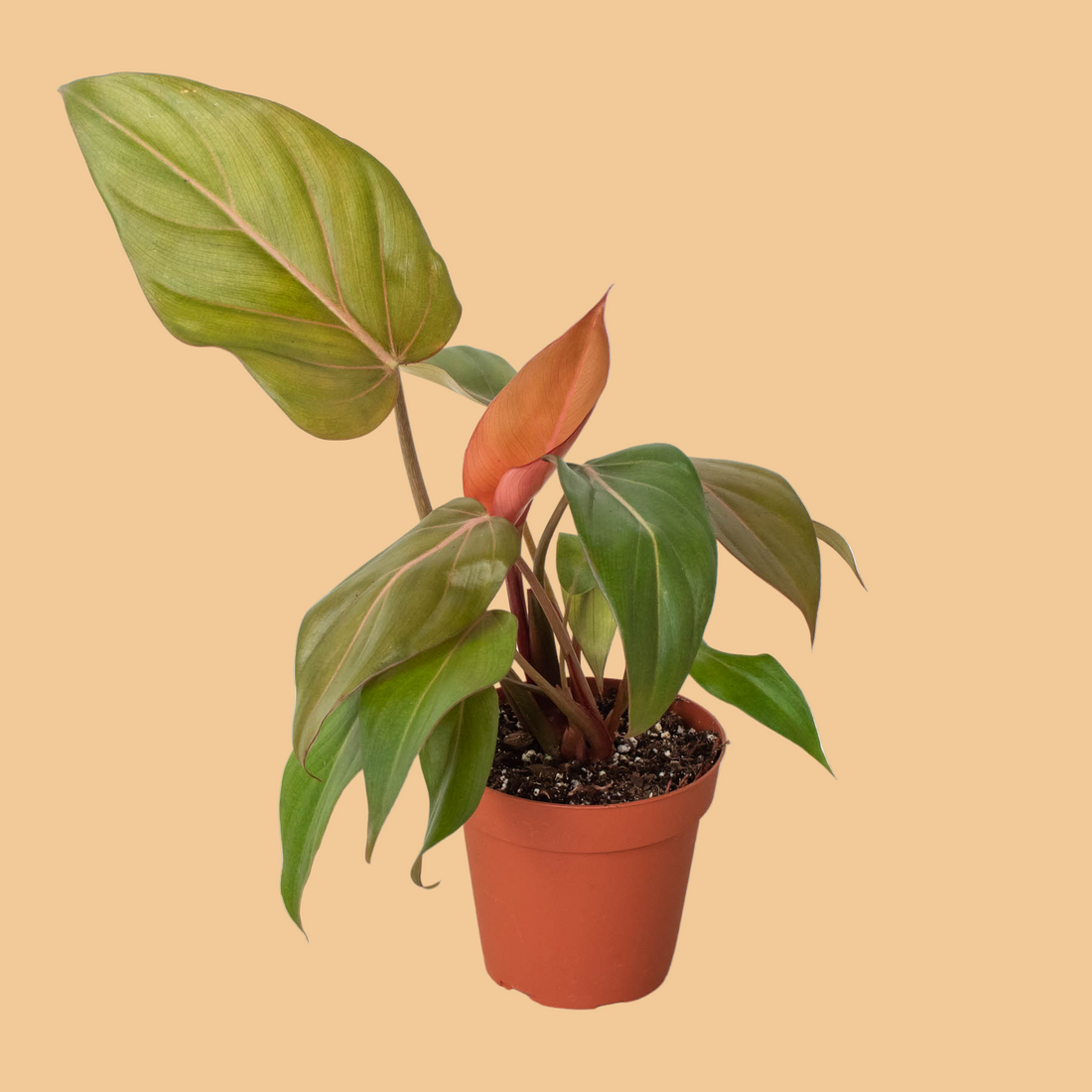 Potted plant with green and orange leaves on a white background from House of Agave.