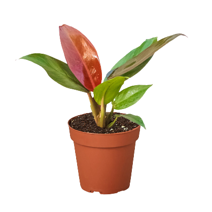 Potted plant with red and green leaves on a white background by House of Agave.