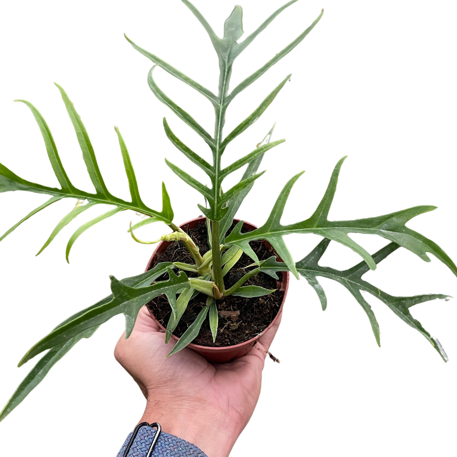 Hand holding a potted plant with a white background