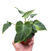 Philodendron 'Verrucosum'