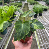 Hand holding a potted philodendron verrucsum plant in a greenhouse setting at House of Agave.