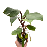 Philodendron 'White Knight'