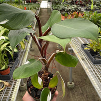Philodendron 'White Knight'