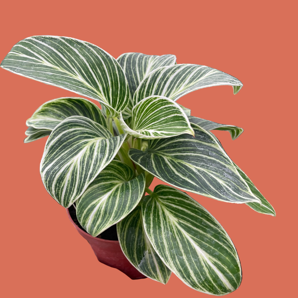 Hand holding a potted plant with green and white leaves on a terracotta background from House of Agave.