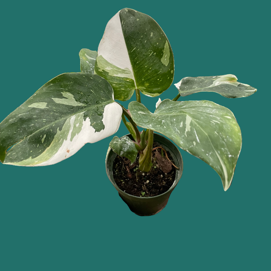 Hand holding a potted plant with green and white leaves on a green backround from House of Agave.