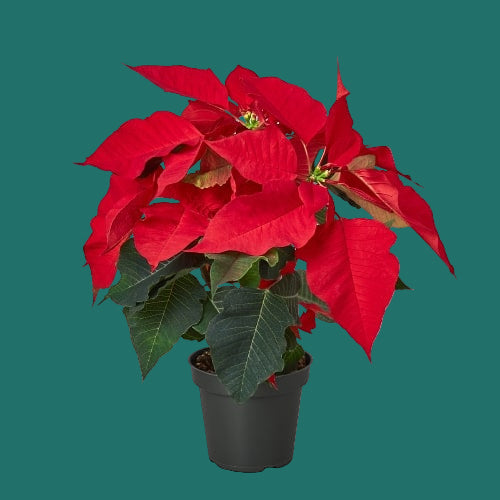 Potted poinsettia plant with bright red leaves on a green background from House of Agave.