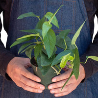 Person wearing a denim apron holding a potted plant against a white background from House of Agave.