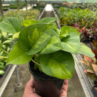 Potted green plant held in a greenhouse setting from House of Agave.