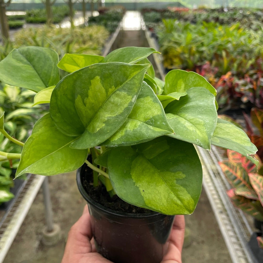 Potted green plant held in a greenhouse setting from House of Agave.