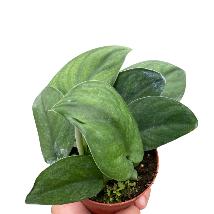 Pothos 'Jade Satin'