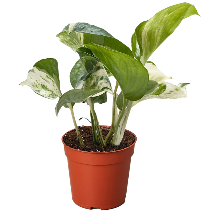 Potted plant with green leaves in a red pot on a white background