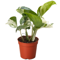 Potted plant with green leaves in a red pot on a white background