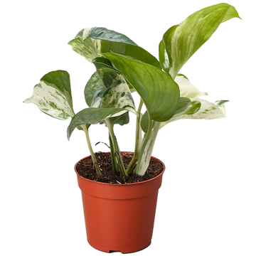 Potted plant with green leaves in a red pot on a white background