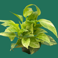 A potted green leafy plant against a green background by House of Agave.