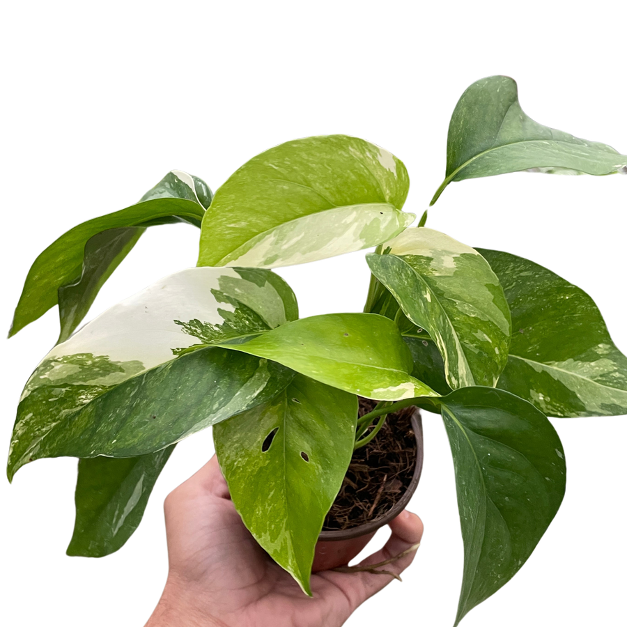 Hand holding a potted plant with green leaves on from House of Agave.