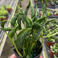 Hand holding a potted plant in a greenhouse setting with other plants in the background.