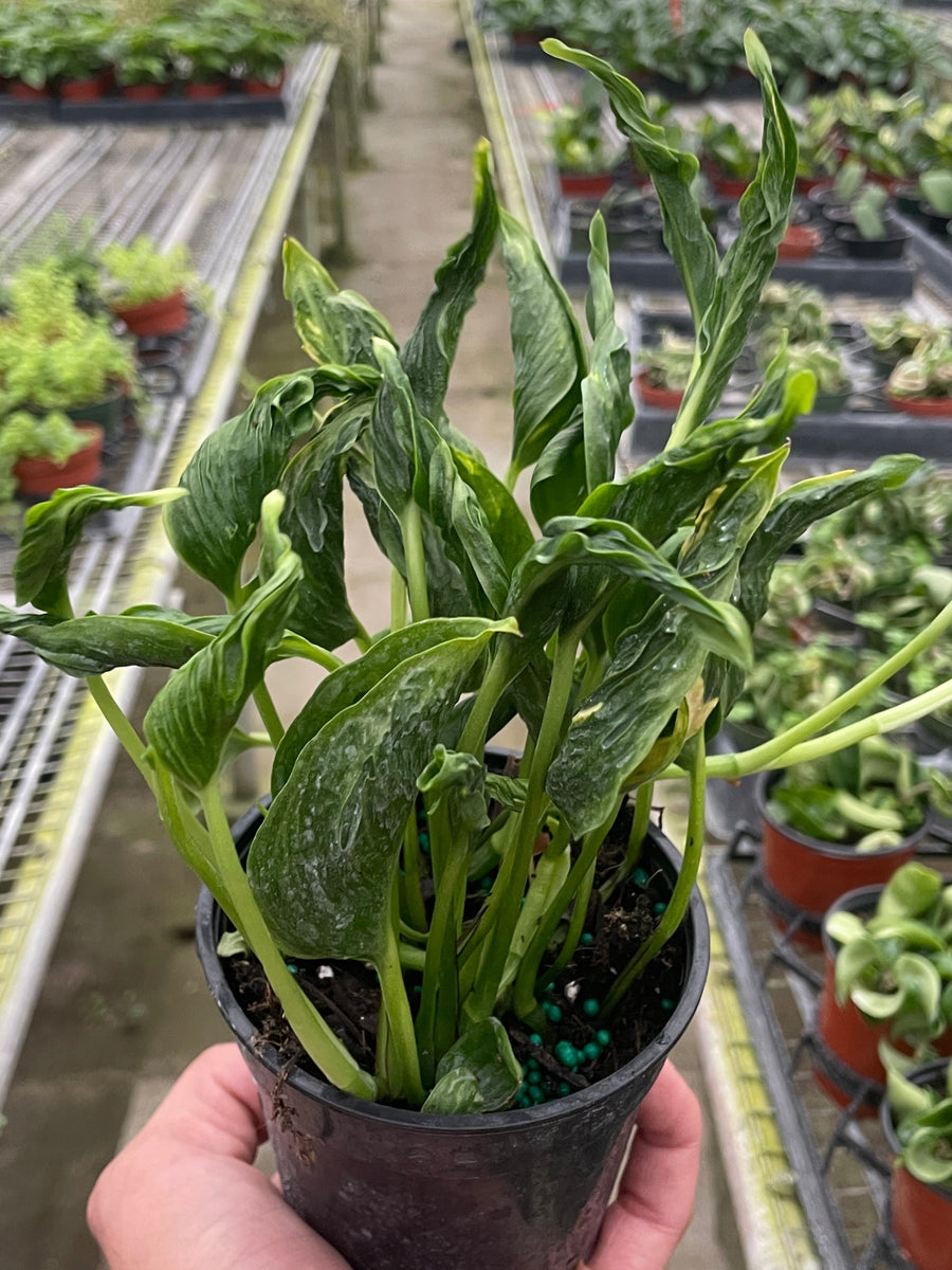Hand holding a potted plant in a greenhouse setting with other plants in the background.