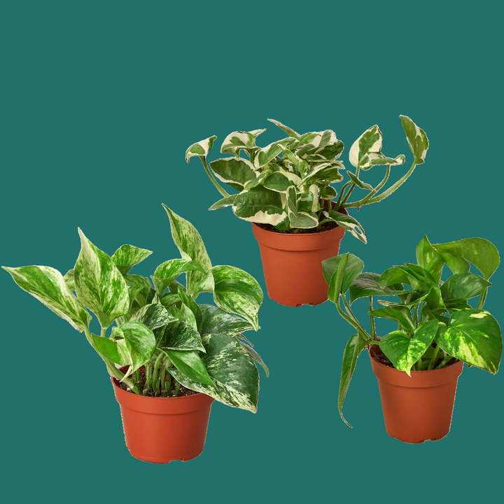 Three potted plants with green leaves in terracotta pots on a green background from House of Agave.