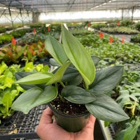 Scindapsus 'Moonlight'