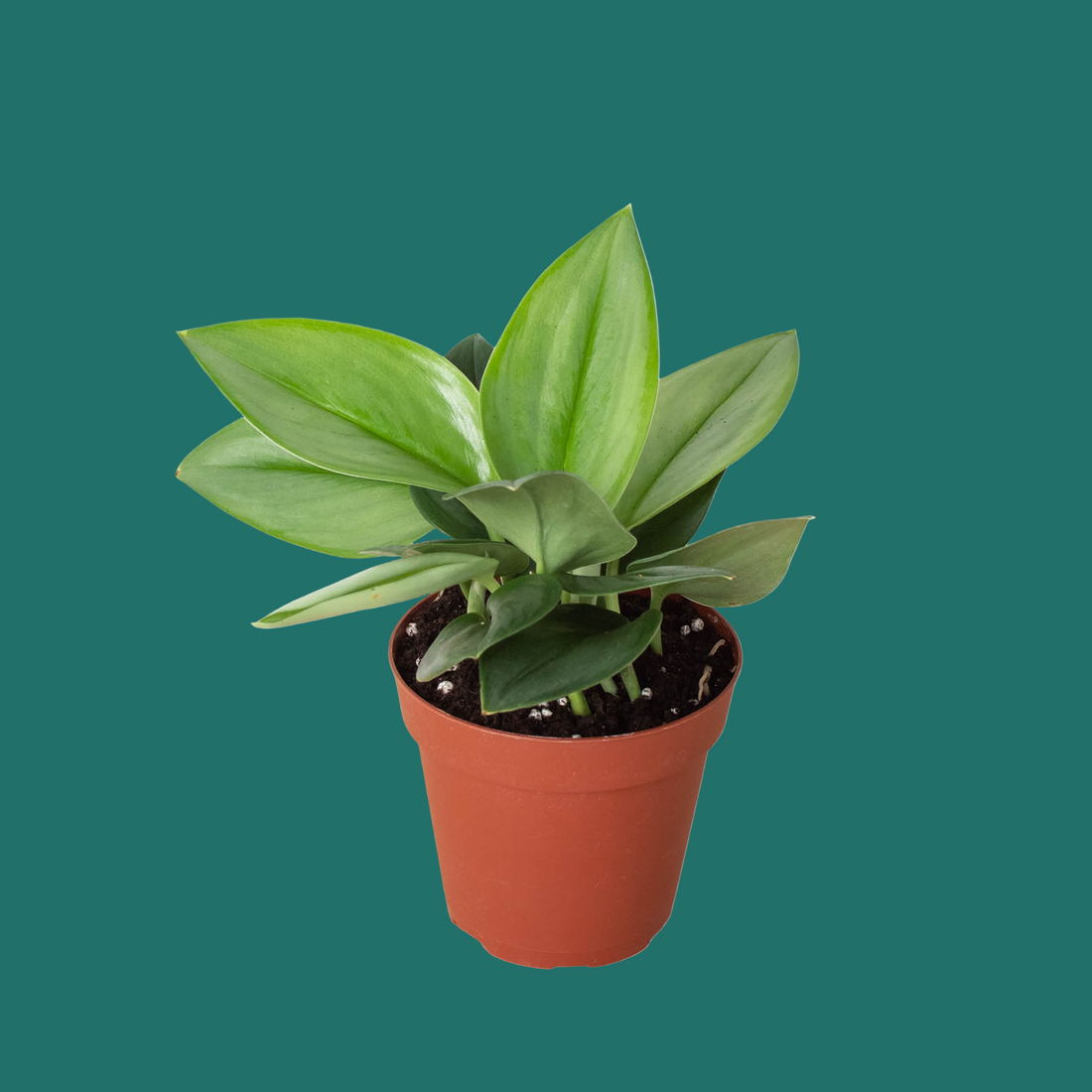 Potted plant with green leaves on a white background