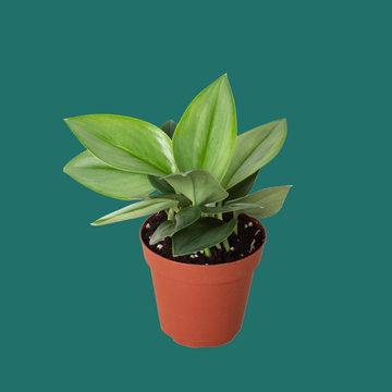 Potted plant with green leaves on a white background
