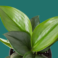Close-up of a potted plant with green leaves on a green background by House of Agave