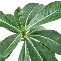 Succulent Adenium Obesum 'Desert Rose'