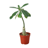 Succulent Monthly Subscription Box